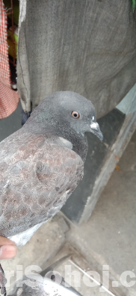 গোল্লা কবুতর